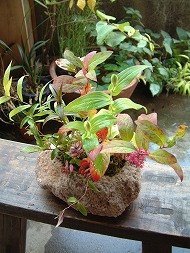 DSCF1616_hp.jpg 190��253 27K